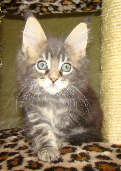     Catsvill County!   !    !       !!!    Catsvill County +7-926-544-74-09     .   ,   ,   ,    ,   ,  ,     ,   -,    ,   !